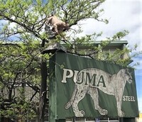 Puma Steel