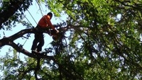 All Aspects Tree Care