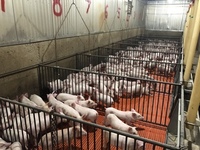 Sunderland Hog Farm inc